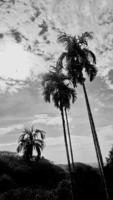 imagen en blanco y negro verticalmente, árboles de nuez de betel cielo oscuro arriba vista cocotero alto, fondo de luz solar del paisaje alrededor del área rural. tailandia foto