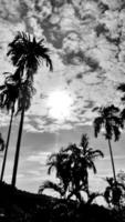 black-white picture vertically, betel nut trees dark sky above view high coconut tree, landscape sun light background around countryside area. Thailand photo