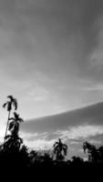 imagen vertical del paisaje, cielo vintage de nubes blancas, vista superior de la luz del día árbol de nuez de betel alto, con fondo de montaña alrededor del campo. tailandia foto