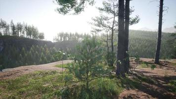 Mountains covered with woods in the early morning mist photo