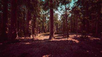 Giant Sequoia Trees at summertime in Sequoia National Park photo