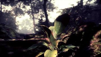 bosque verde con rayo de luz foto