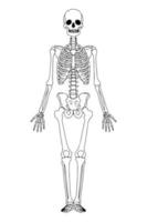 esqueleto esbozado ilustración. esqueleto humano negro aislado. anatomía de los huesos humanos. vector