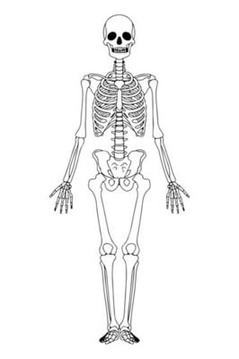 Skeleton Hand Anatomy The Ultimate Guide - 09eopda