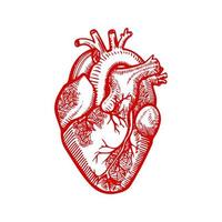 Heart anatomy. Outlined human heart. Detailed drawing of a medical heart. vector