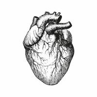Heart anatomy. Black outlined human heart. Detailed drawing of a medical heart. vector