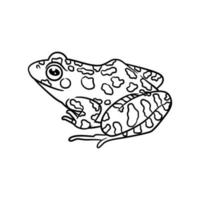 Frog line art drawing illustration vector