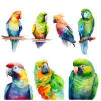 Set of watercolor parrots painting on transparent background, PNG file