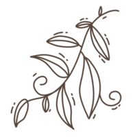 Minimal leaves doodle for decoration png