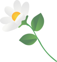 cute chamomile flower png