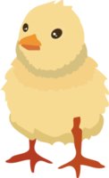 lindo pollito de pascua png