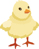 lindo pollito de pascua png