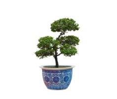 Beautiful Japanese bonsai tree growing in ceramic potted plant on transparent background png