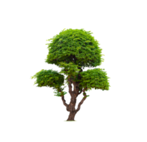 Decorative dwarf tamarind tree on transparent background png