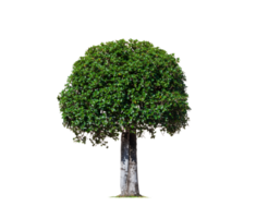 Decorative dwarf tree on transparent background for topiary garden design png