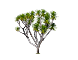 hermoso árbol de yuca sin espinas sobre fondo transparente png