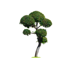 Decorative green dwarf tree on transparent background for topiary garden design png