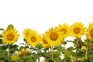 Row of sunflowers are blooming on transparent background png