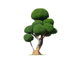 dekorativ grön ficus buske växt transparent bakgrund för topiary trädgård design png