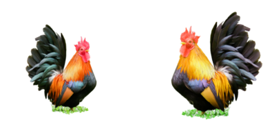 une petite poule naine belle png