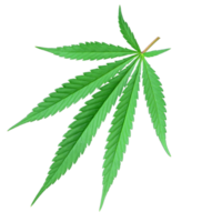 5-lappiges Cannabisblatt png