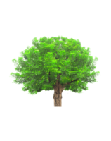 arbre isolé sur fond transparent png