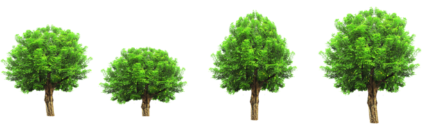 Isolated tree on transparent background png