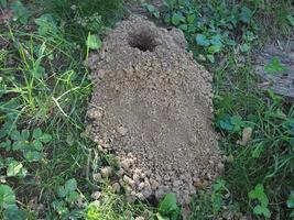 ground nest in the lawn photo