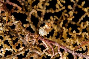 Yellow Bargibanti Pigmy Sea Horse in Tulamben Bali photo