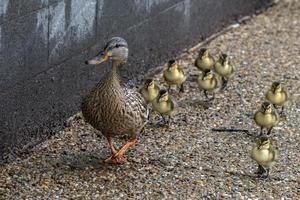 pato madre y cachorro en una fila cruzando la calle en washington foto