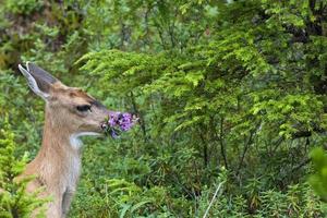 un ciervo de cola negra aislado mientras come flor de fuego en alaska en el fondo verde del bosque foto