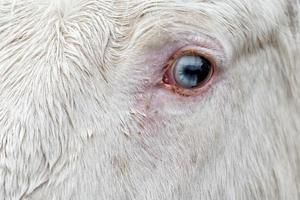 white horse blue eye photo