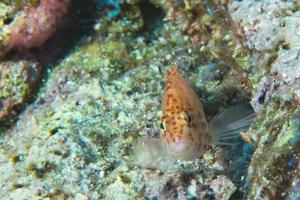 Hawk fish on a rock photo