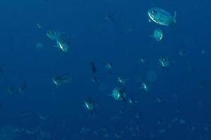 Inside a school of fish underwater photo