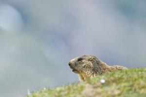 Marmot portrait while looking at you photo