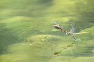 Dragonfly in love photo