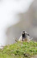 Marmot portrait while looking at you photo