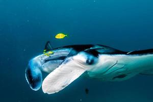 Isolated Manta in the blue background photo