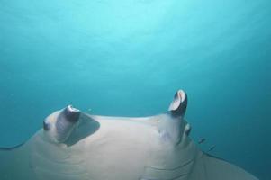 Manta close up retrato en raja ampat papua indonesia foto