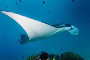 An isolated Manta in the blue background photo