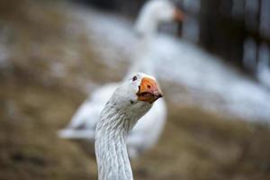 Goose close up portrait photo