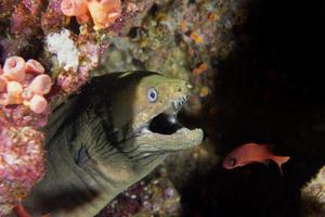 Eel mooray portrait photo