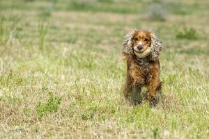 Happy Dog English cocker spaniel while running to you photo