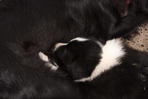 cachorro border collie mientras ordeña foto