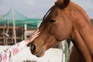 female hand caressing horse detail photo