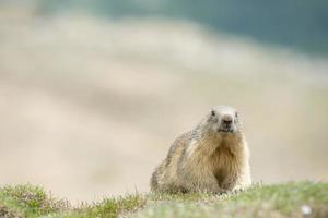 marmota en invierno foto