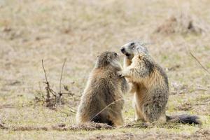 Two Marmot while playing photo