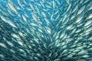 Inside a school of fish underwater photo