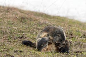 marmota mientras lucha en la hierba foto
