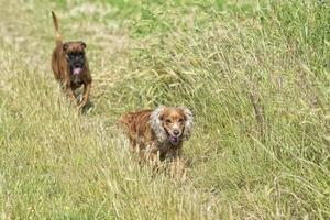 dogs while fighting on the grass photo